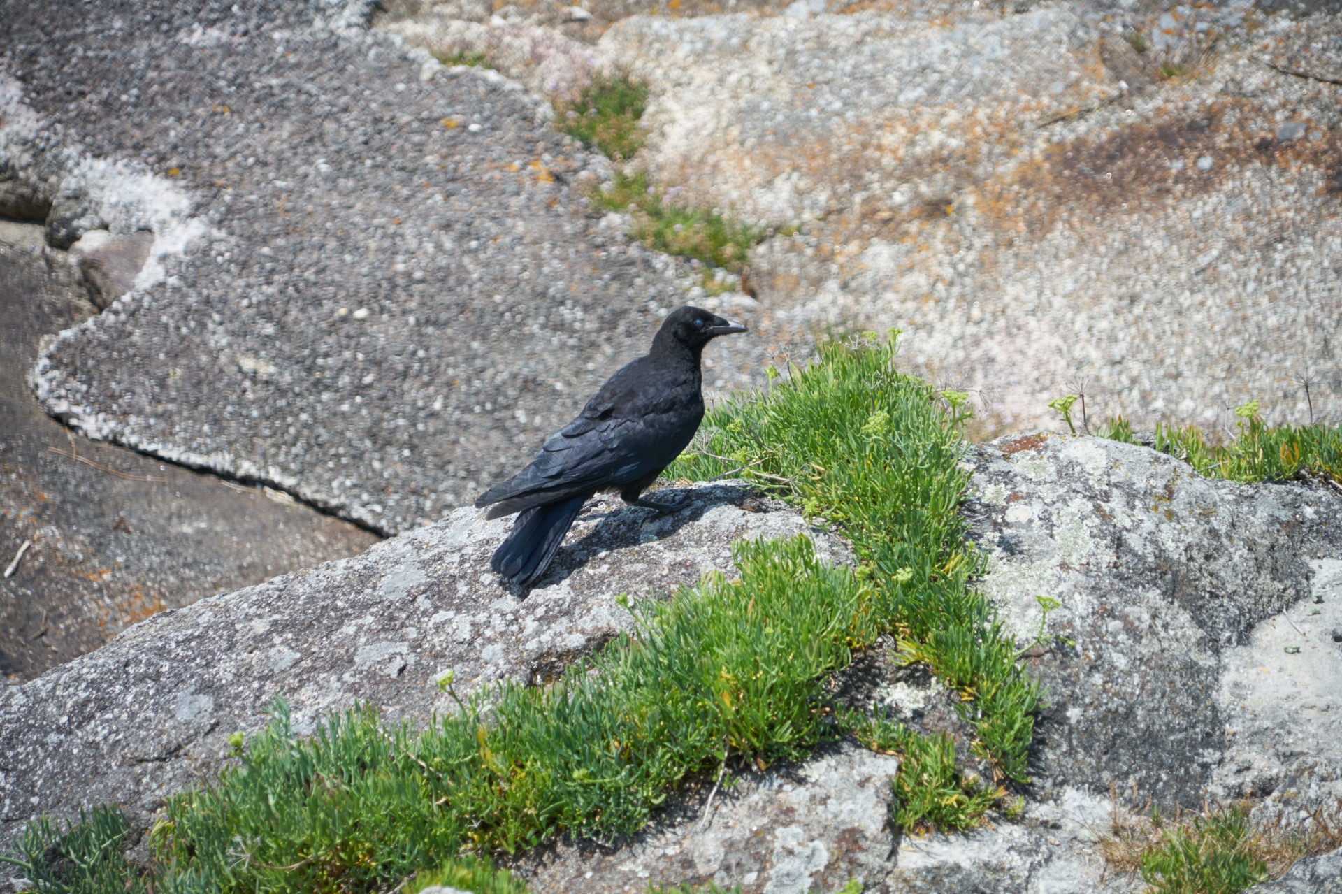 bird ornithology rocks free photo