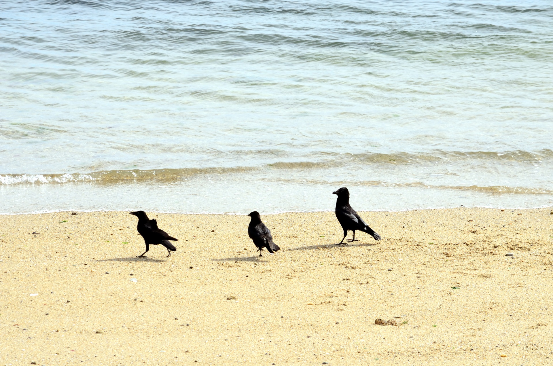 crows birds beach free photo