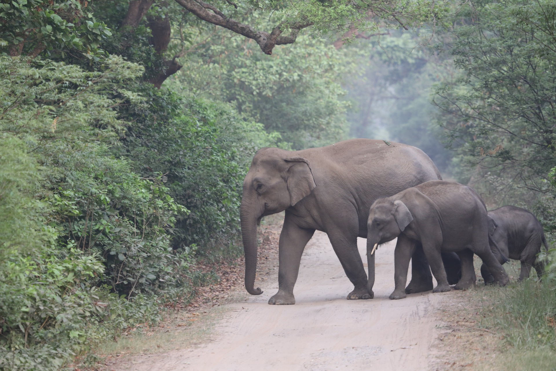 female elephant cub free photo