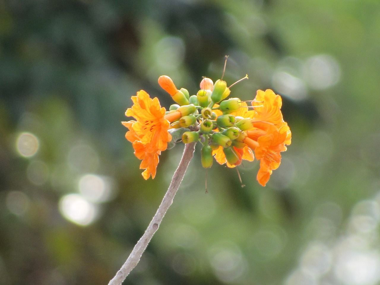 cordia dodecandra flower ciricote free photo