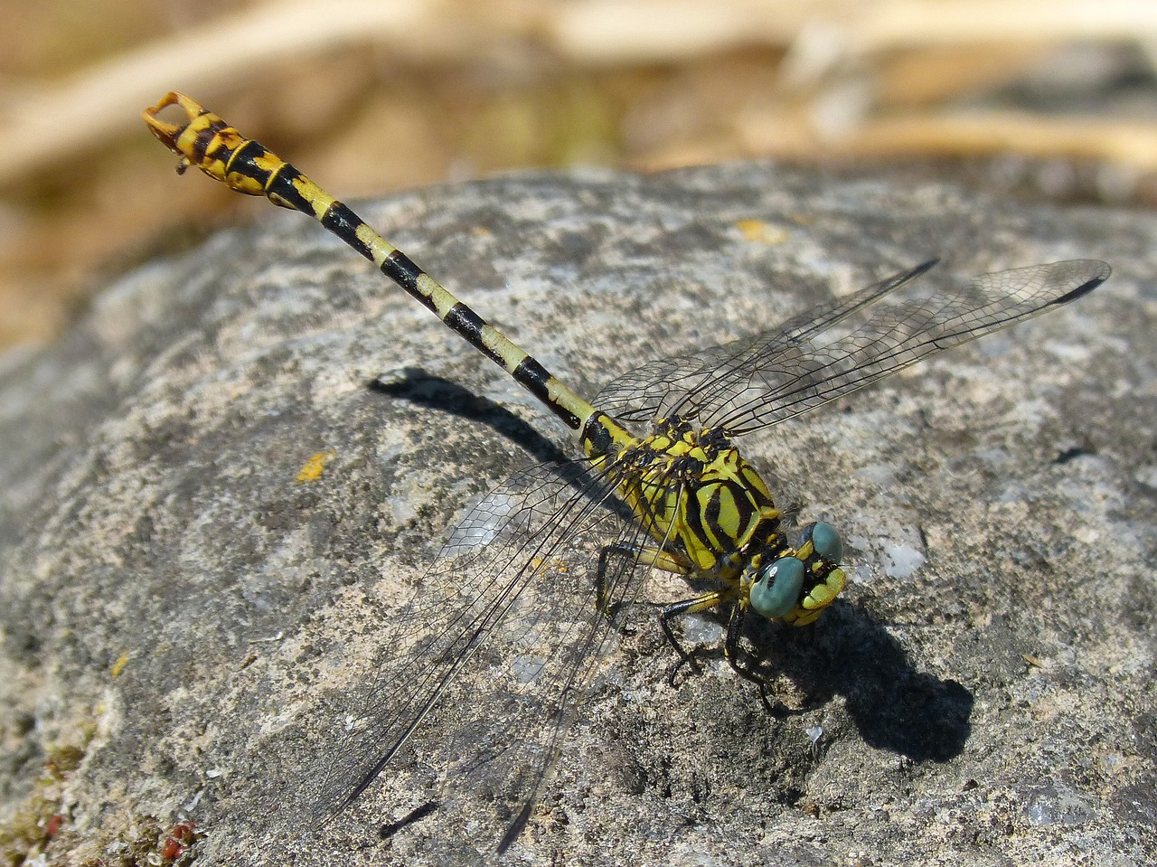 cordulegaster sp dragonfly dragonfly atrigrada free photo