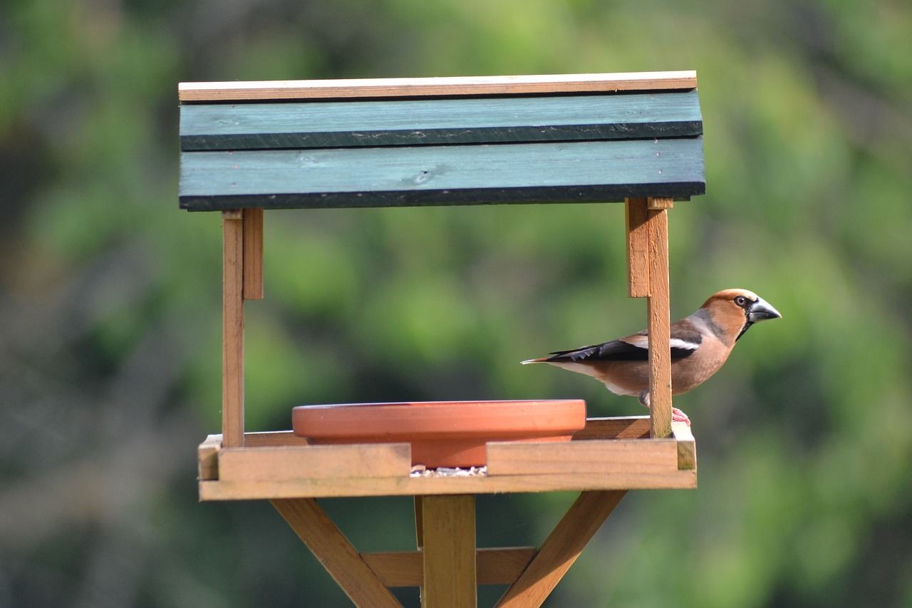 core beisser  birds  bird free photo