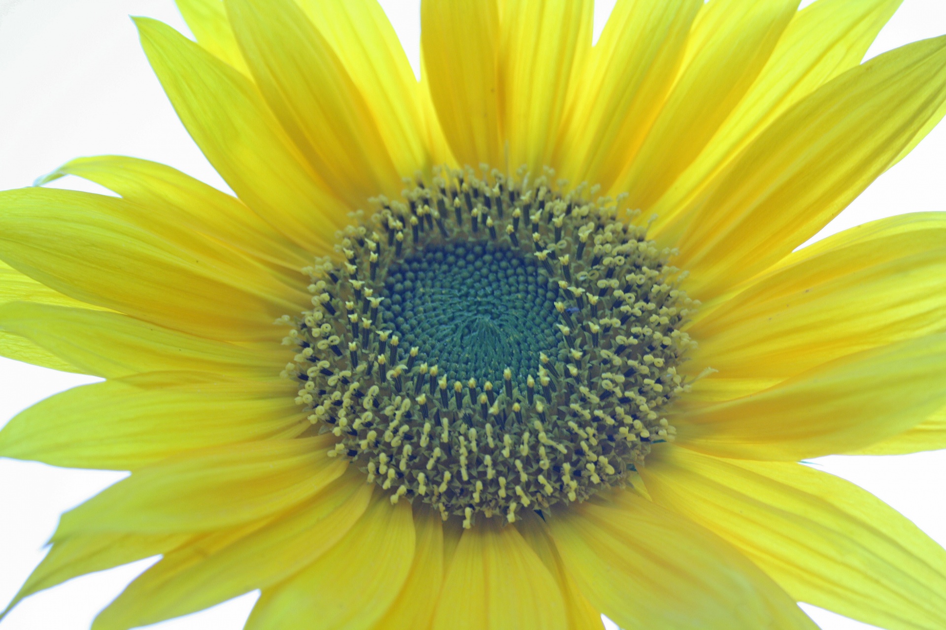 flower sunflower yellow free photo