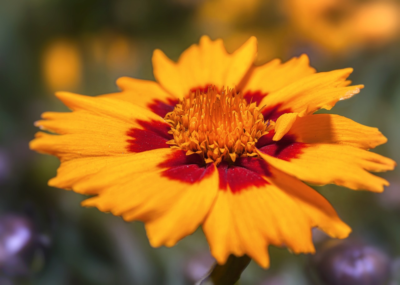 coreopsis blossom bloom free photo