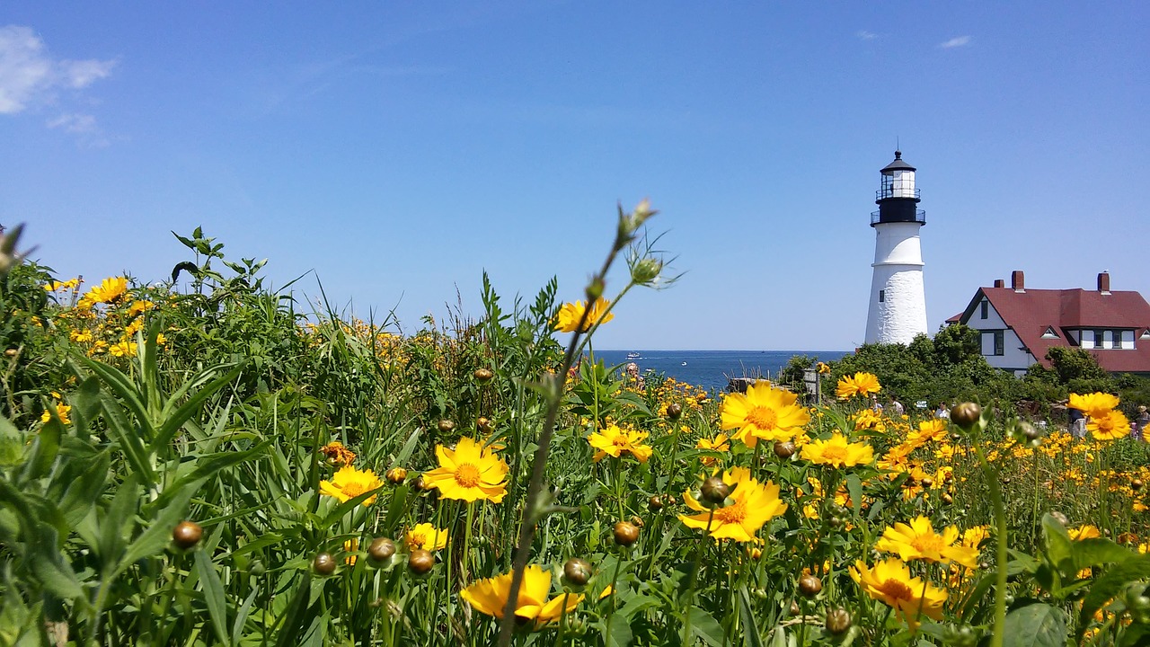 coreopsis lanceolata lanceleaf free photo