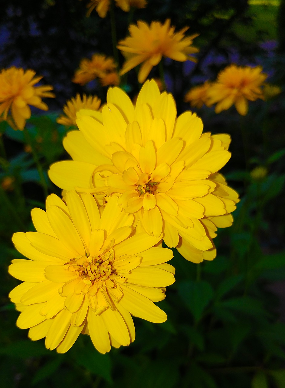 coreopsis flower yellow free photo