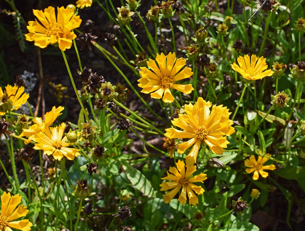 coreopsis flower blossom free photo