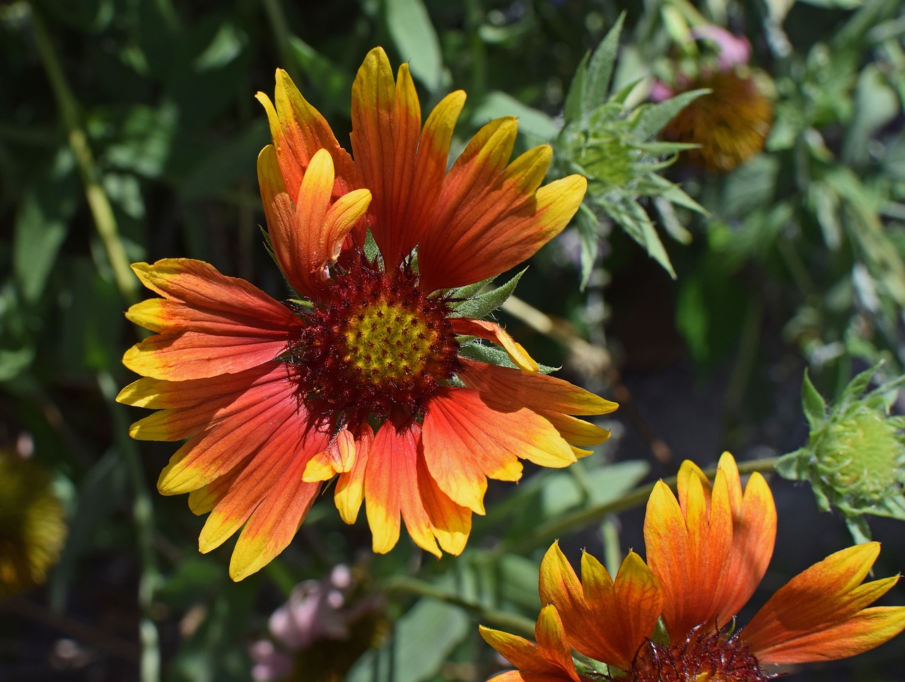 coreopsis flower blossom free photo