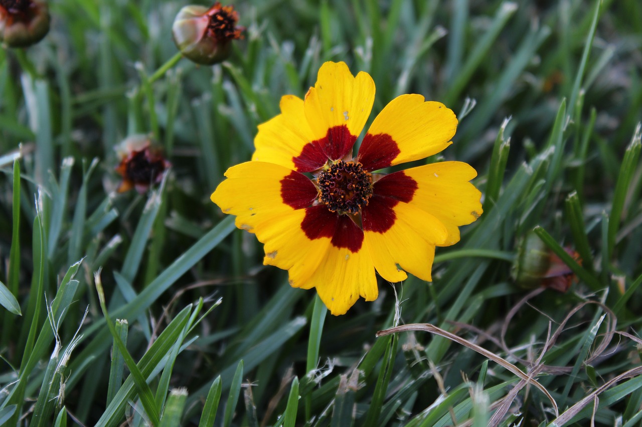 coreopsis  yellow  red free photo