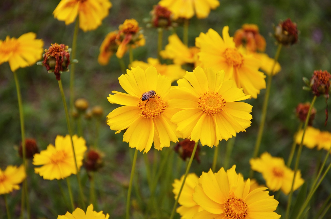 coreopsis flowers yellow free photo