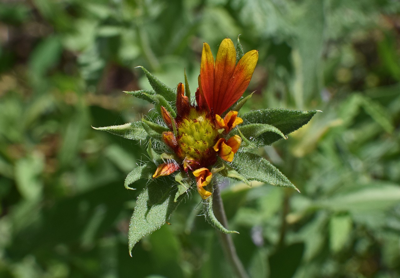 coreopsis opening bud flower free photo