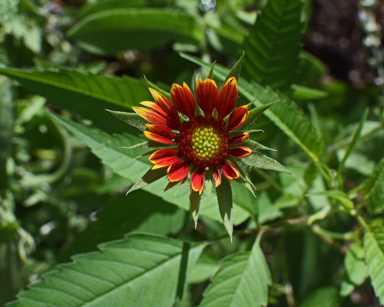 coreopsis opening bud flower free photo