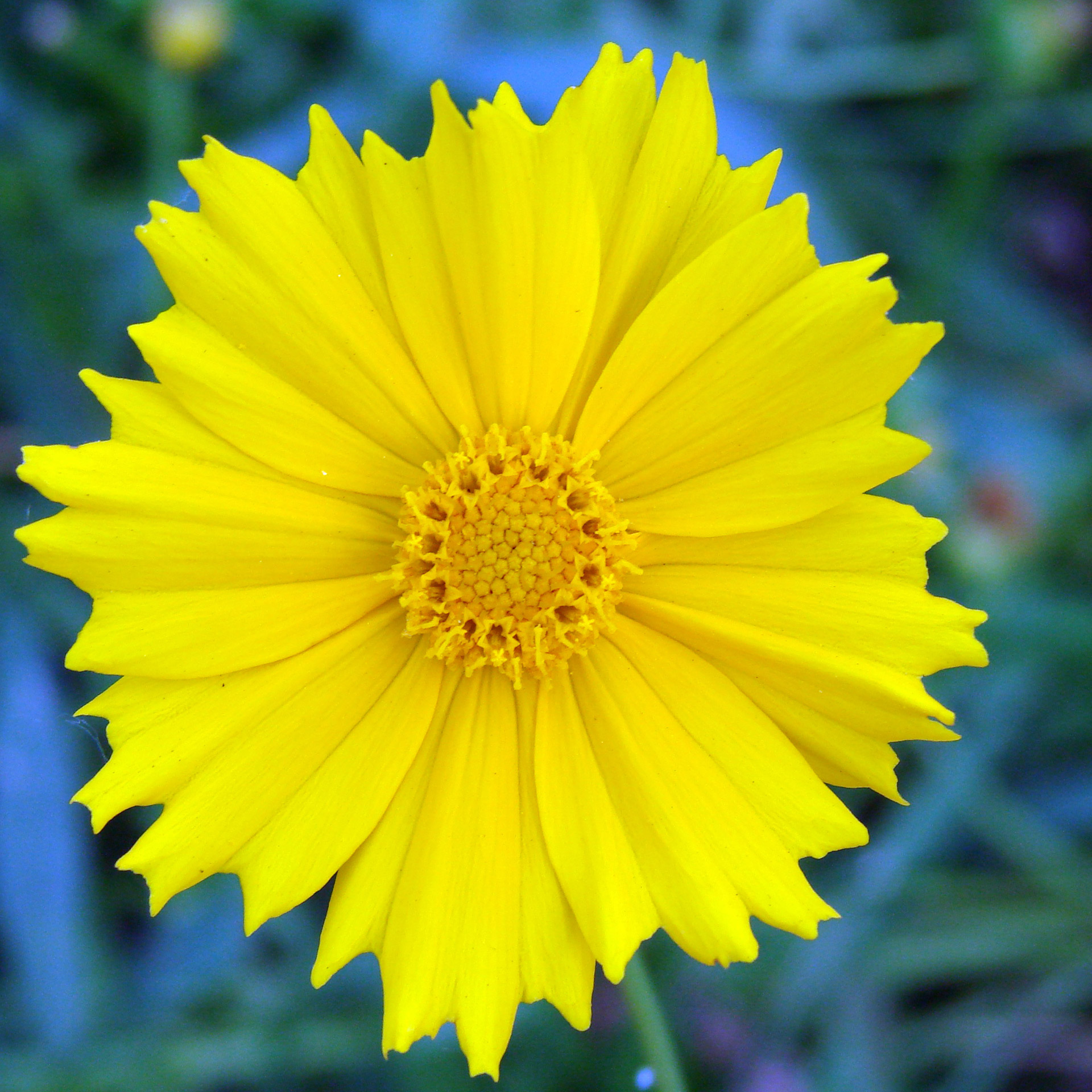 coreopsis bright yellow flower free photo