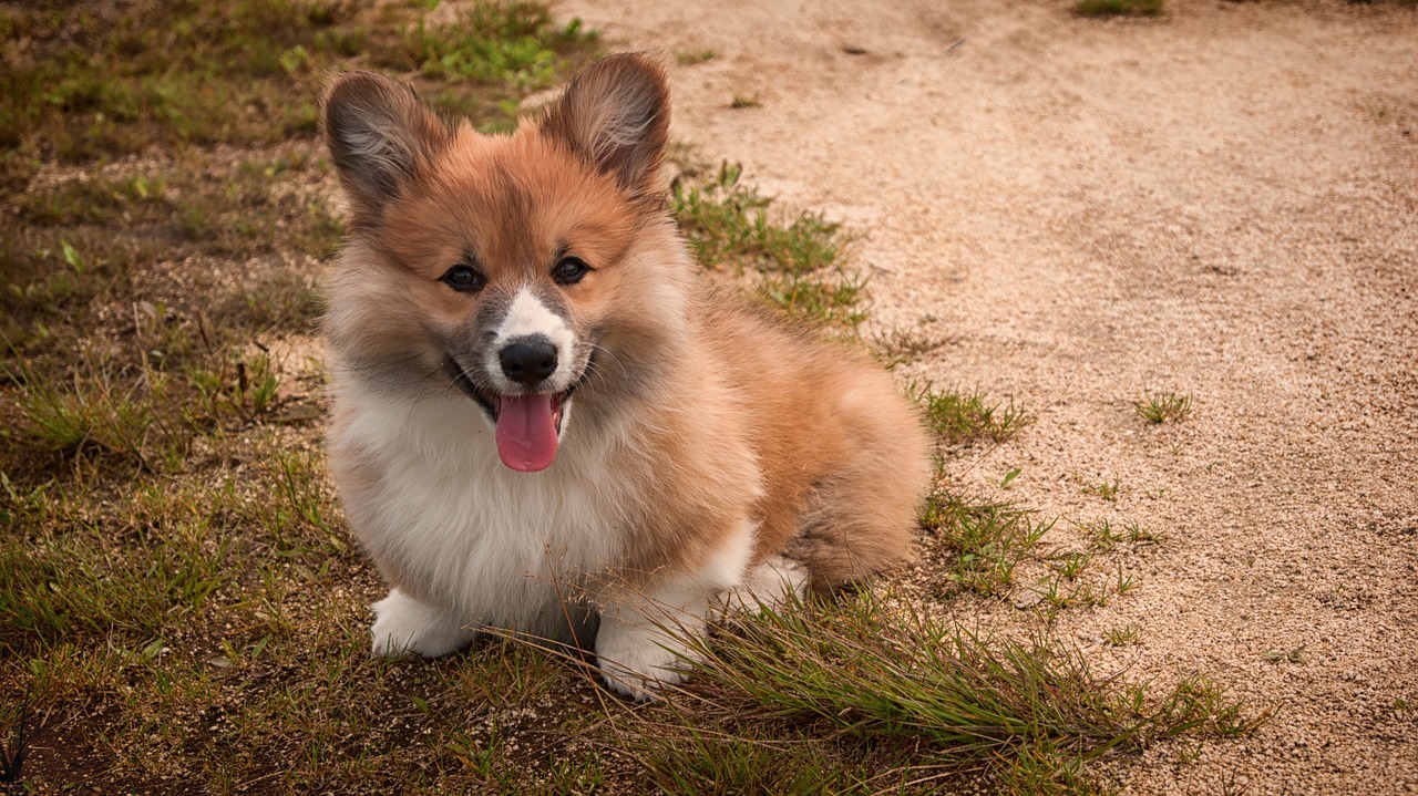 corgi dog doggy free photo