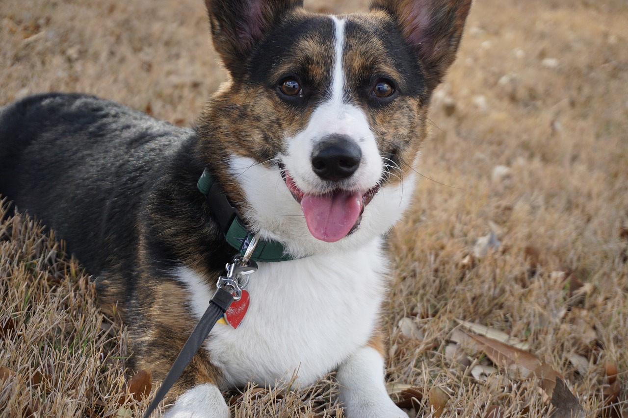 corgi dog animal free photo