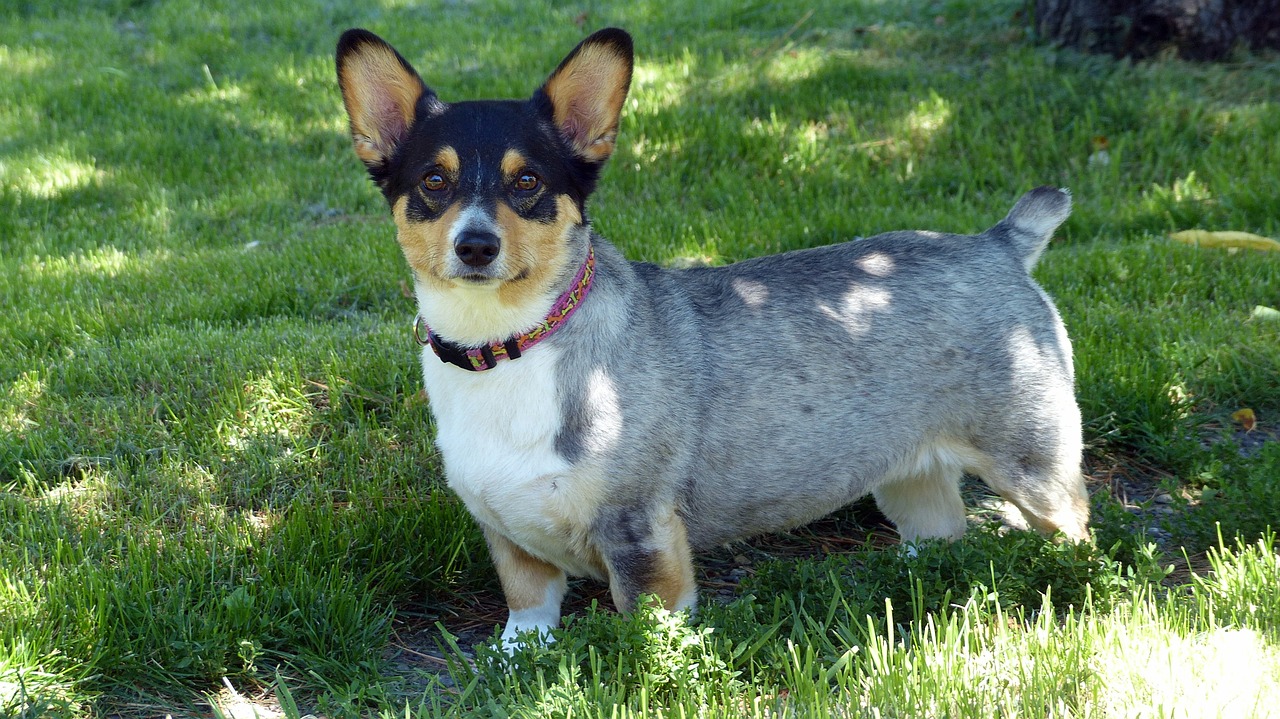 do corgis get haircuts