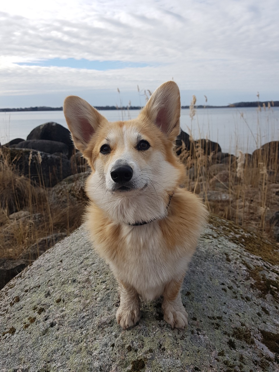 corgi  dog  cute free photo