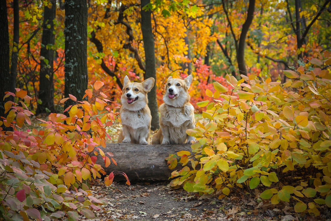 corgi  dogs  log free photo