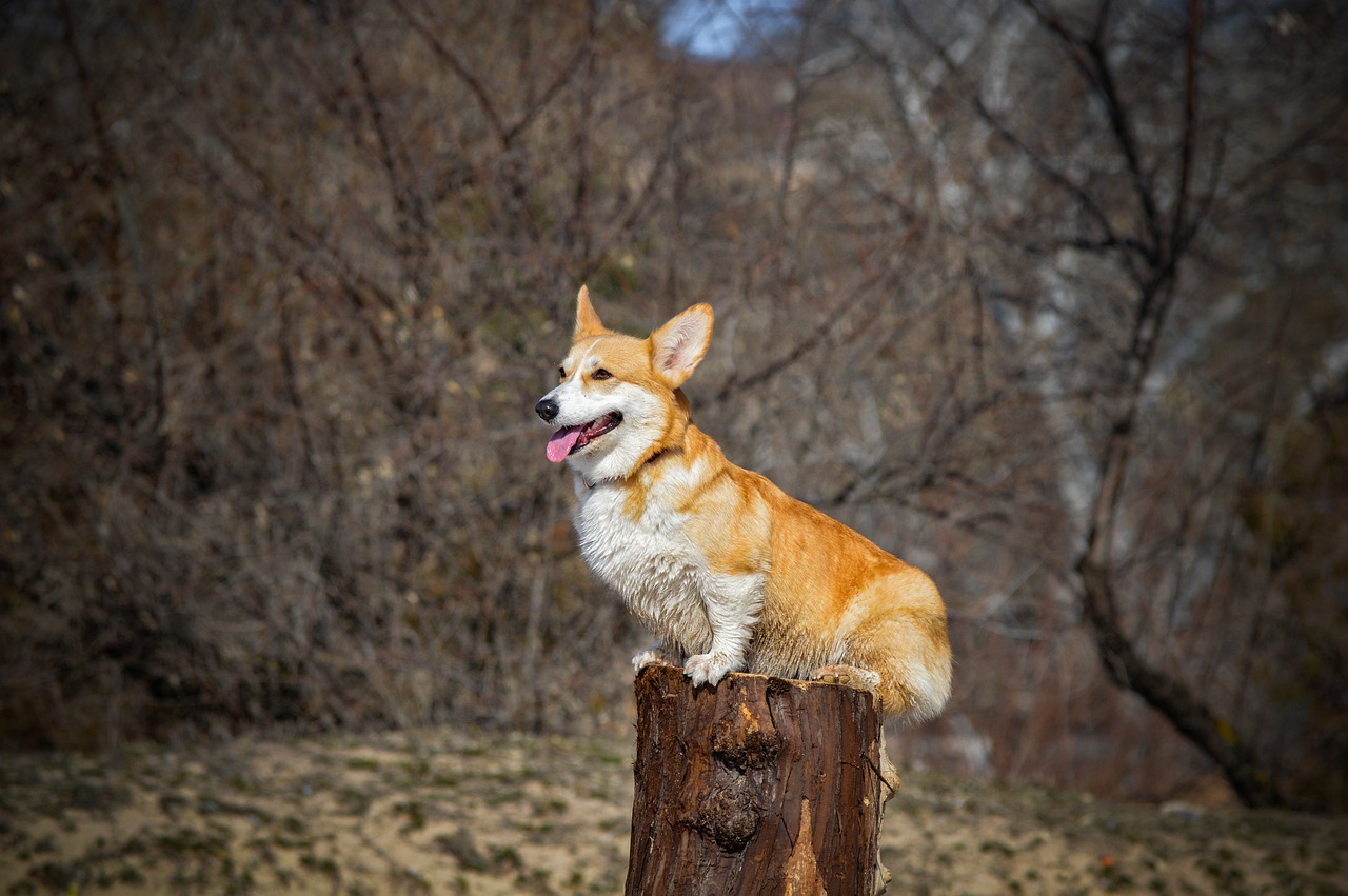 corgi  dog  stump free photo