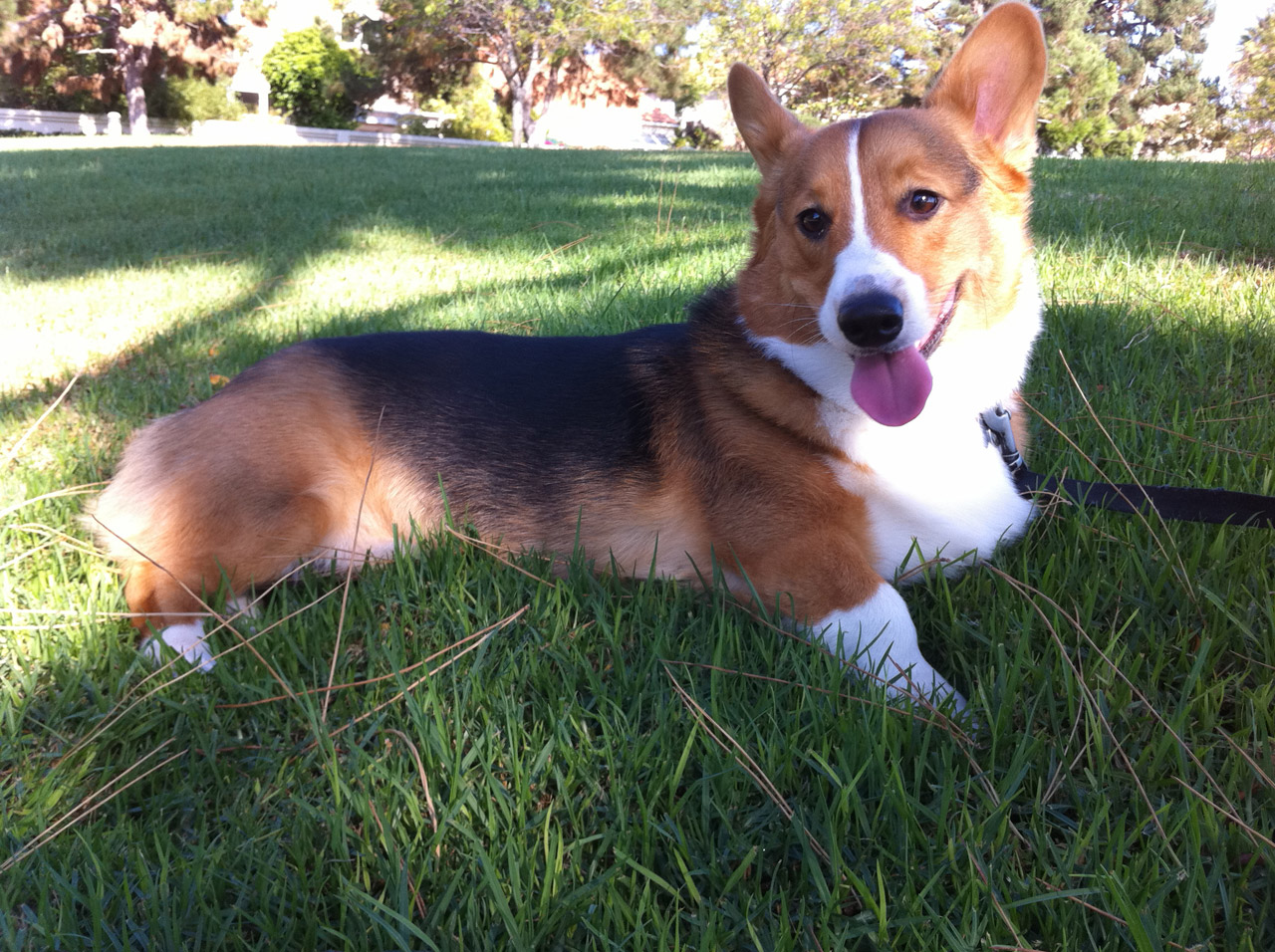 corgi dog lawn free photo