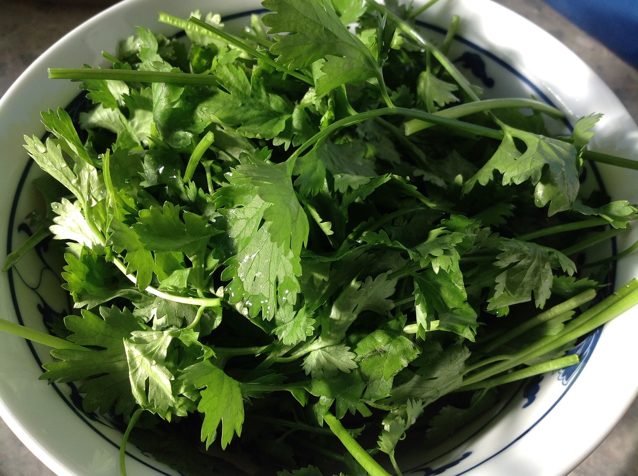 coriander vegetable healthy free photo