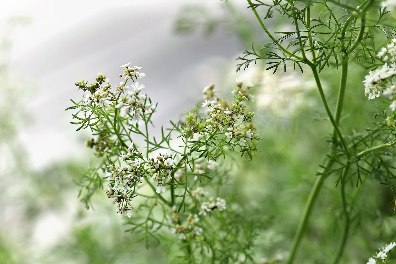 coriander herb spice free photo