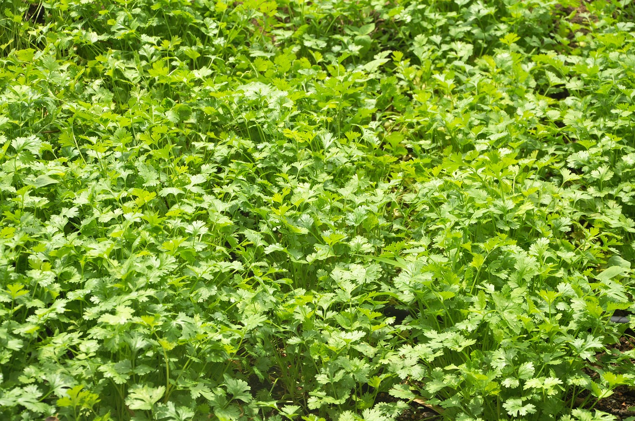 coriander  horta  cultivation free photo