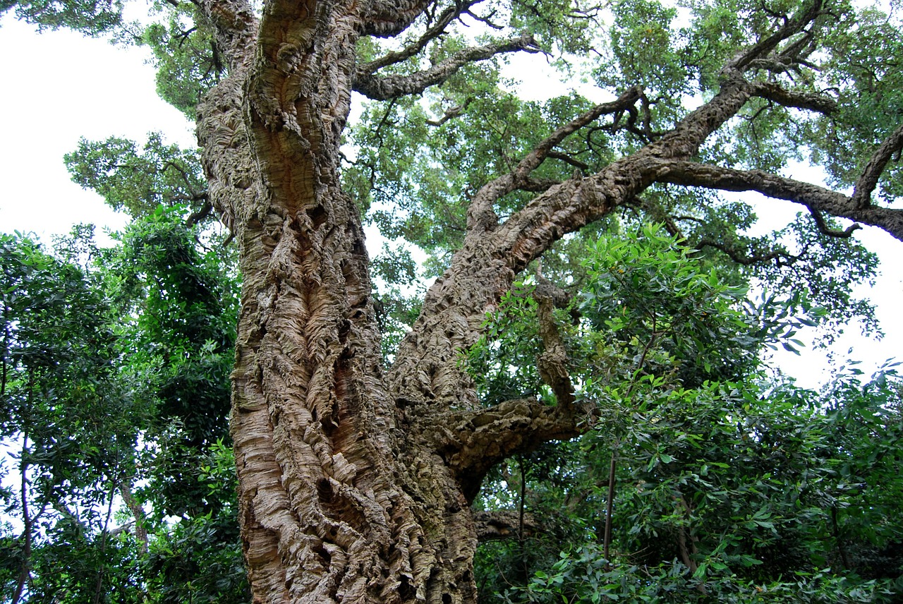 cork cork oak tree free photo