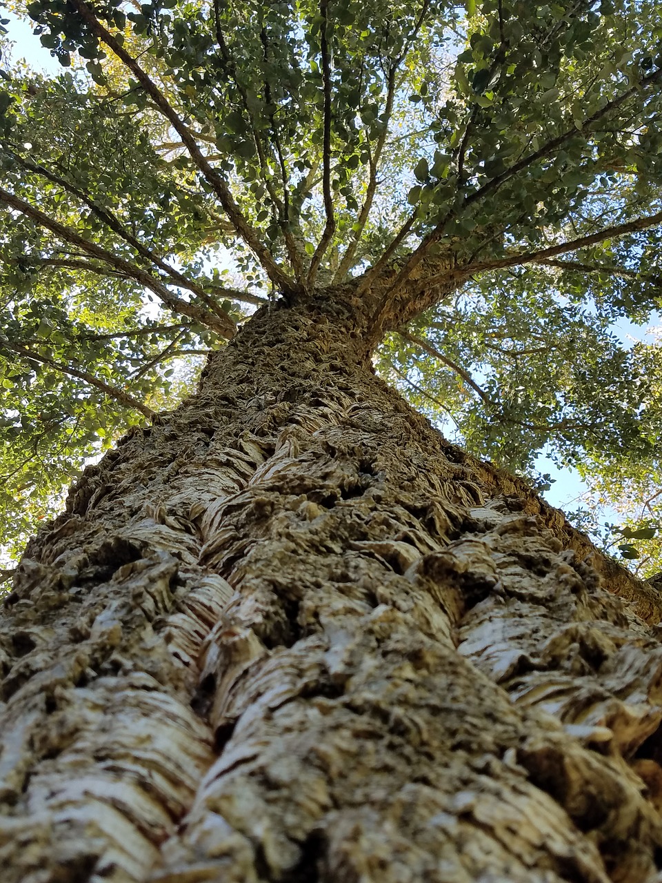 cork tree bark free photo