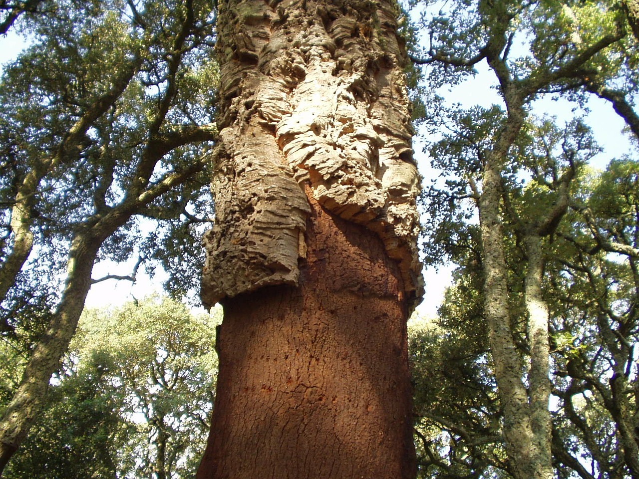 cork bark tree free photo