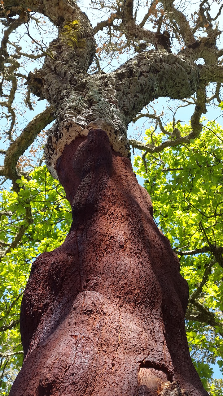 cork oak deciduous tree quercus suber free photo