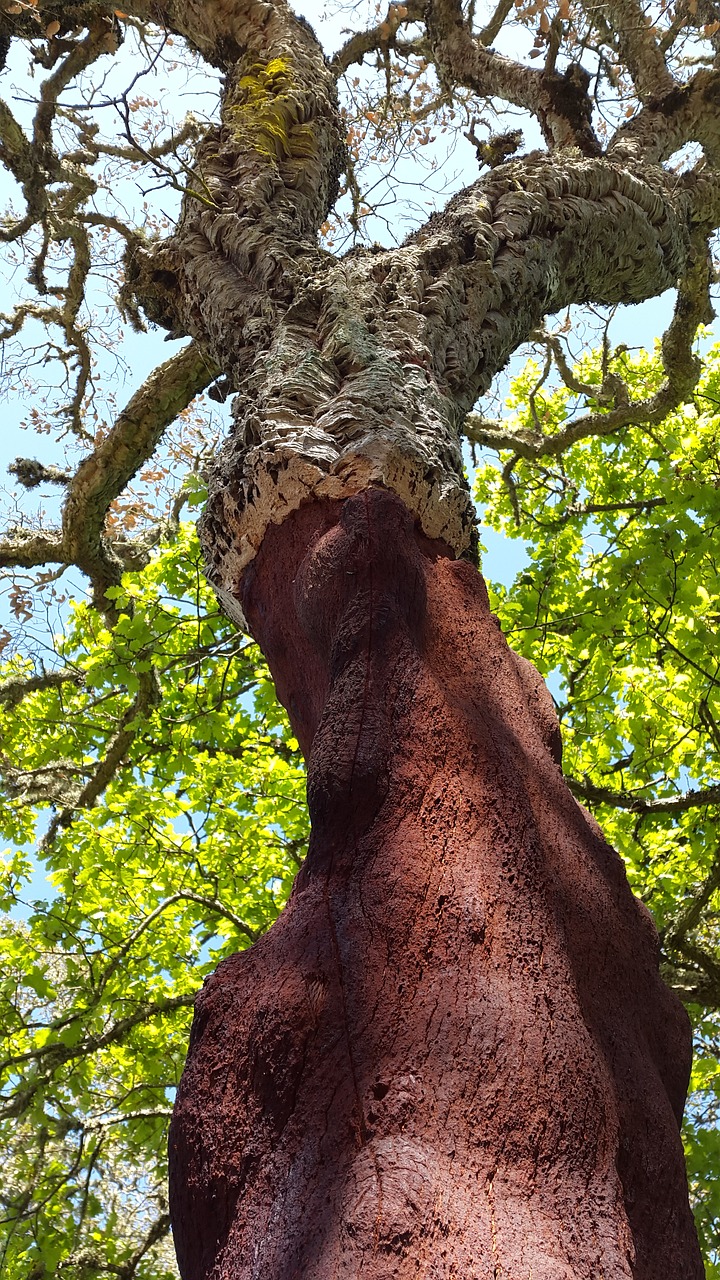 cork oak deciduous tree quercus suber free photo