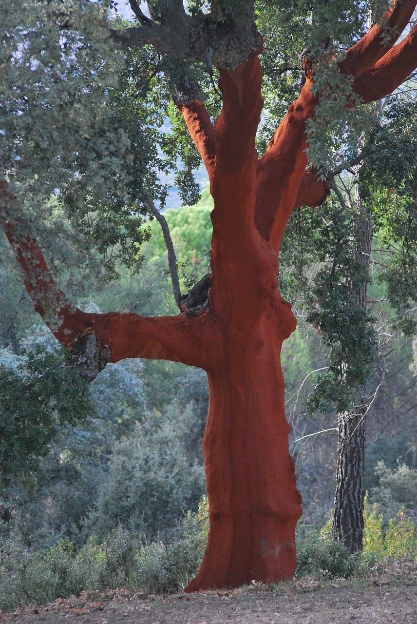 cork oak red bark free photo
