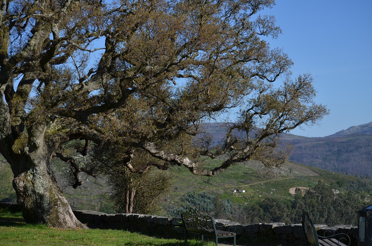 cork oak  galicia  dacova free photo