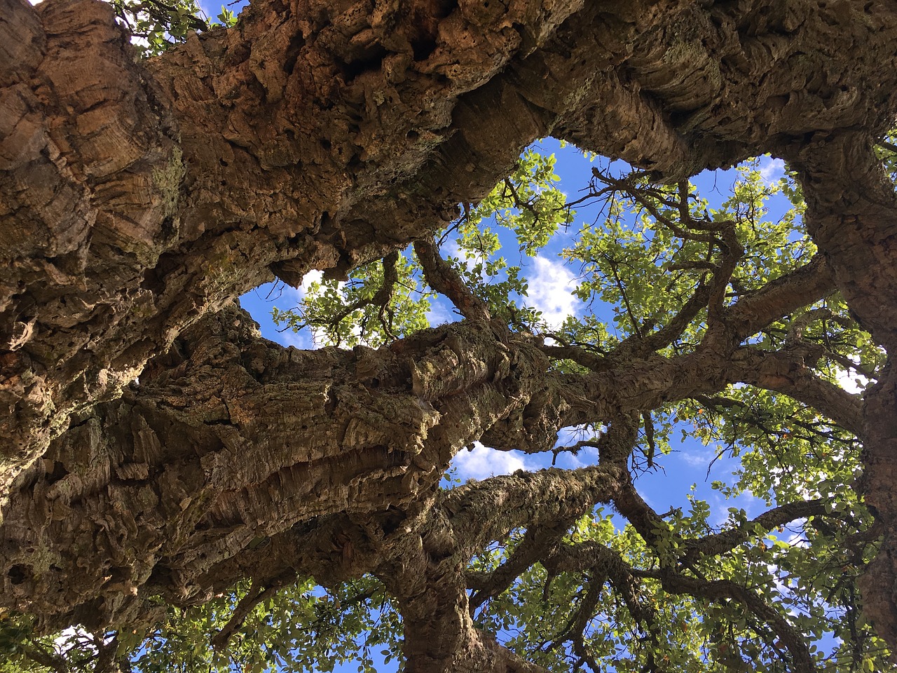 cork oak  france  tree free photo