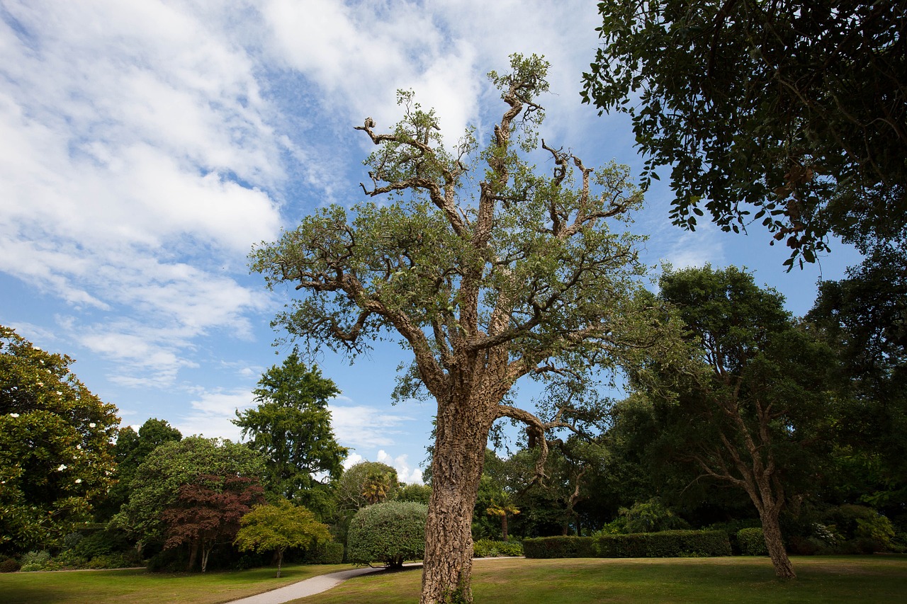cork oak quercus suber evergreen broadleaf free photo
