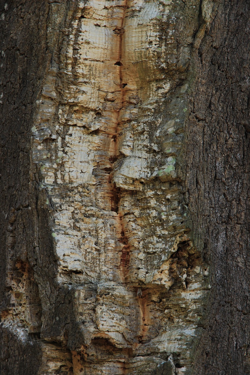 cork oak tribe tree free photo