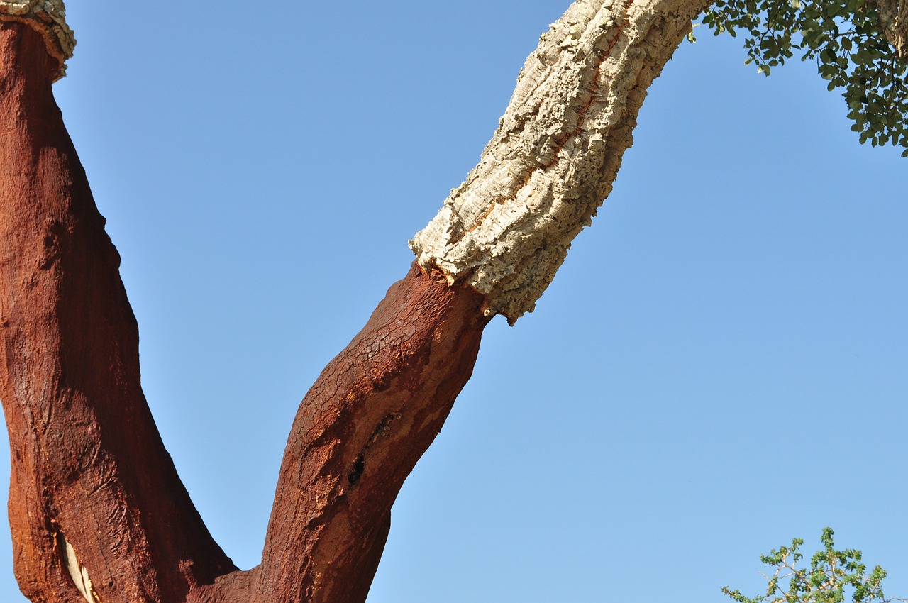 cork oak cork natural product free photo