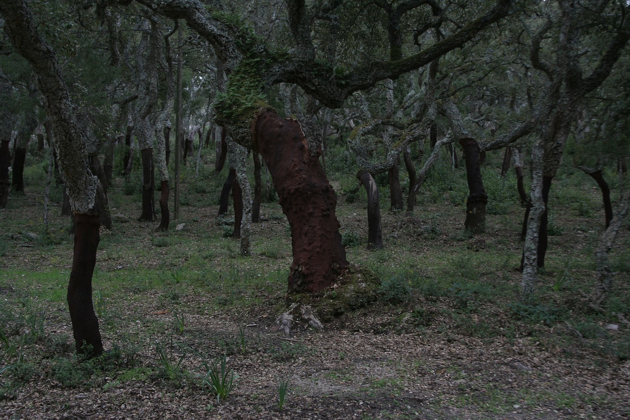 cork oaks  forest  nature free photo