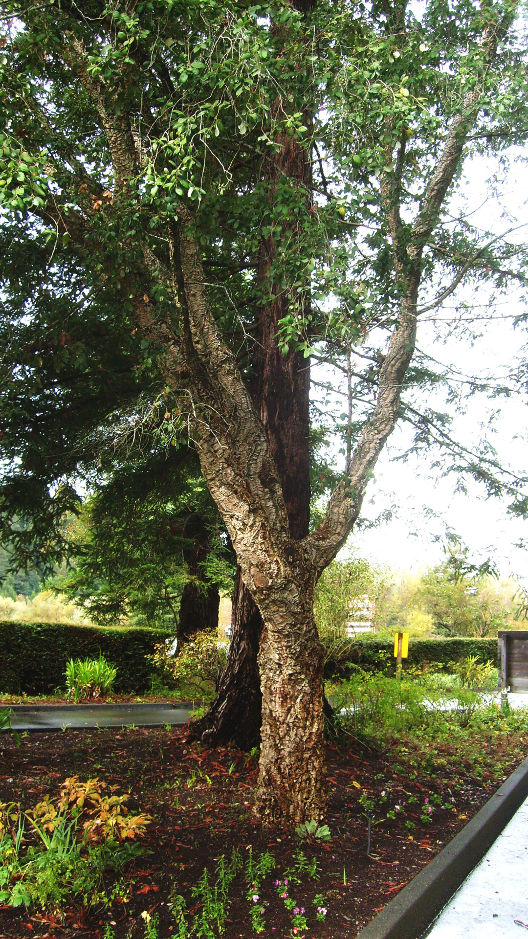 cork tree bark free photo