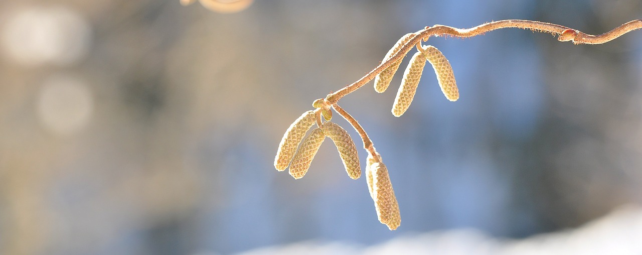 corkscrew hazel tree branch free photo