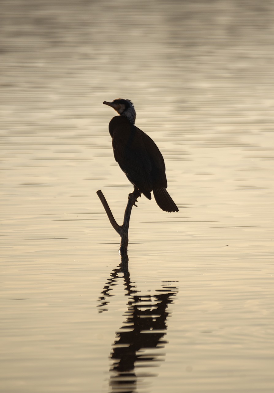 cormoran  lake  bird free photo