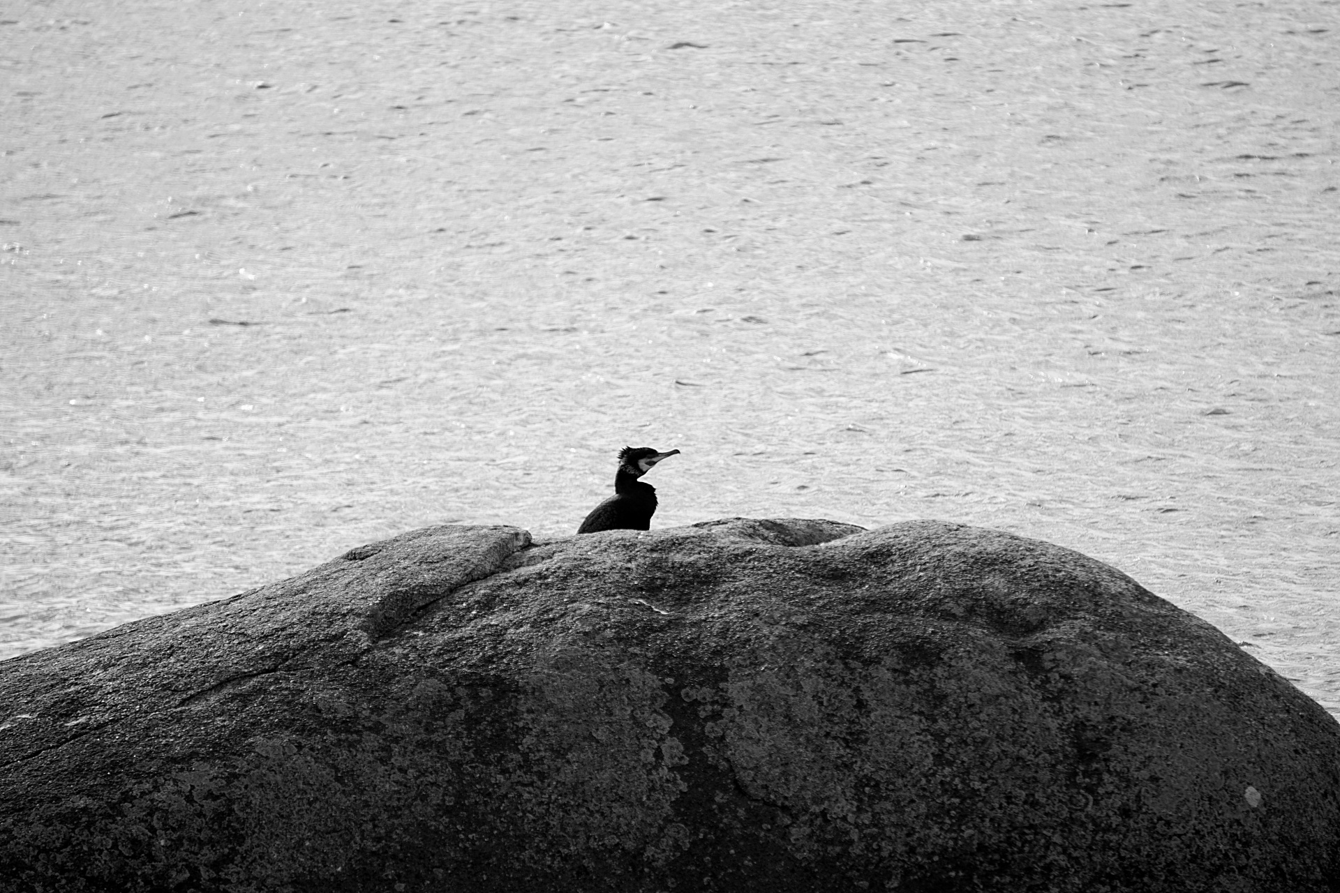 bird wildlife cormorant free photo