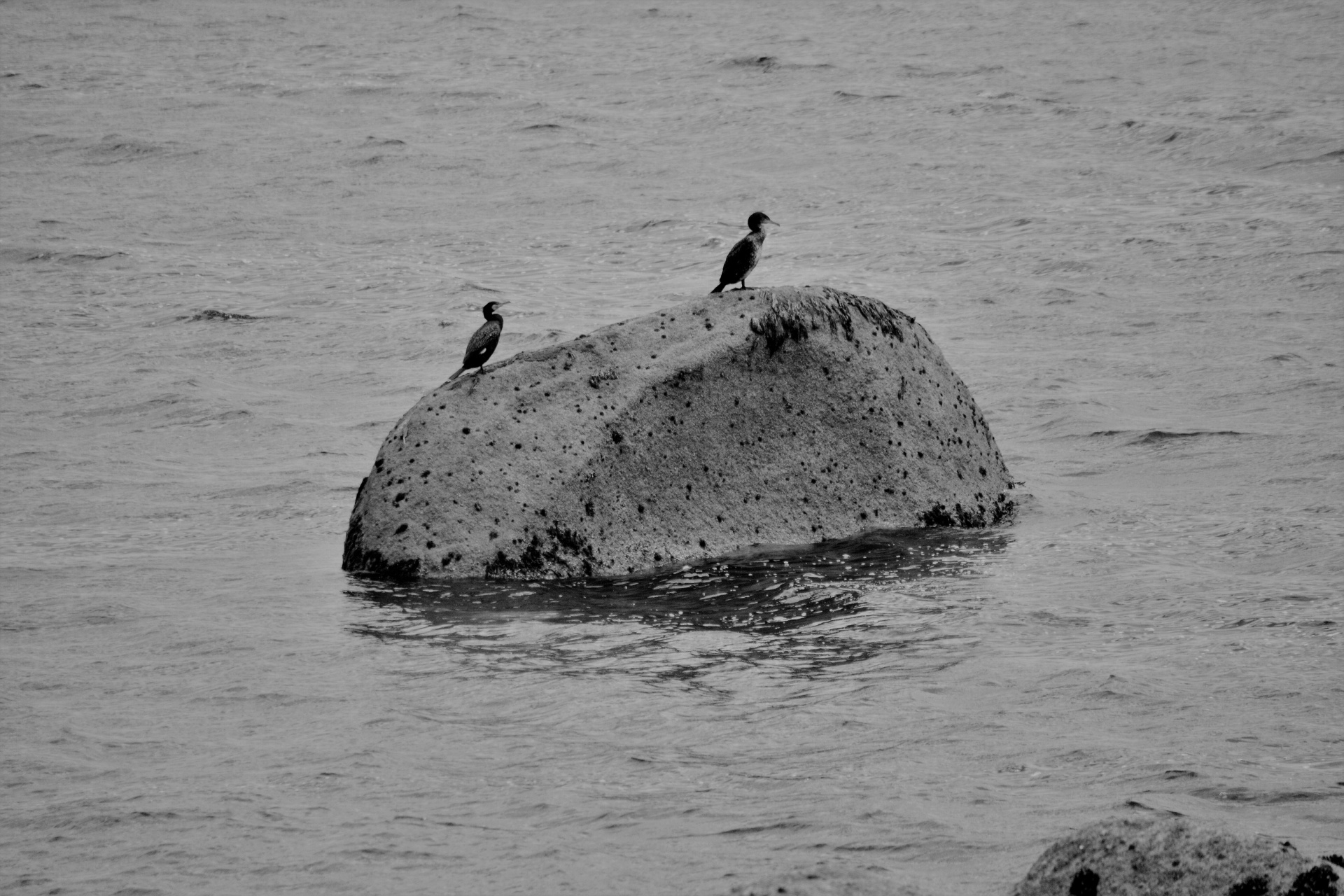 bird cormorants wildlife free photo