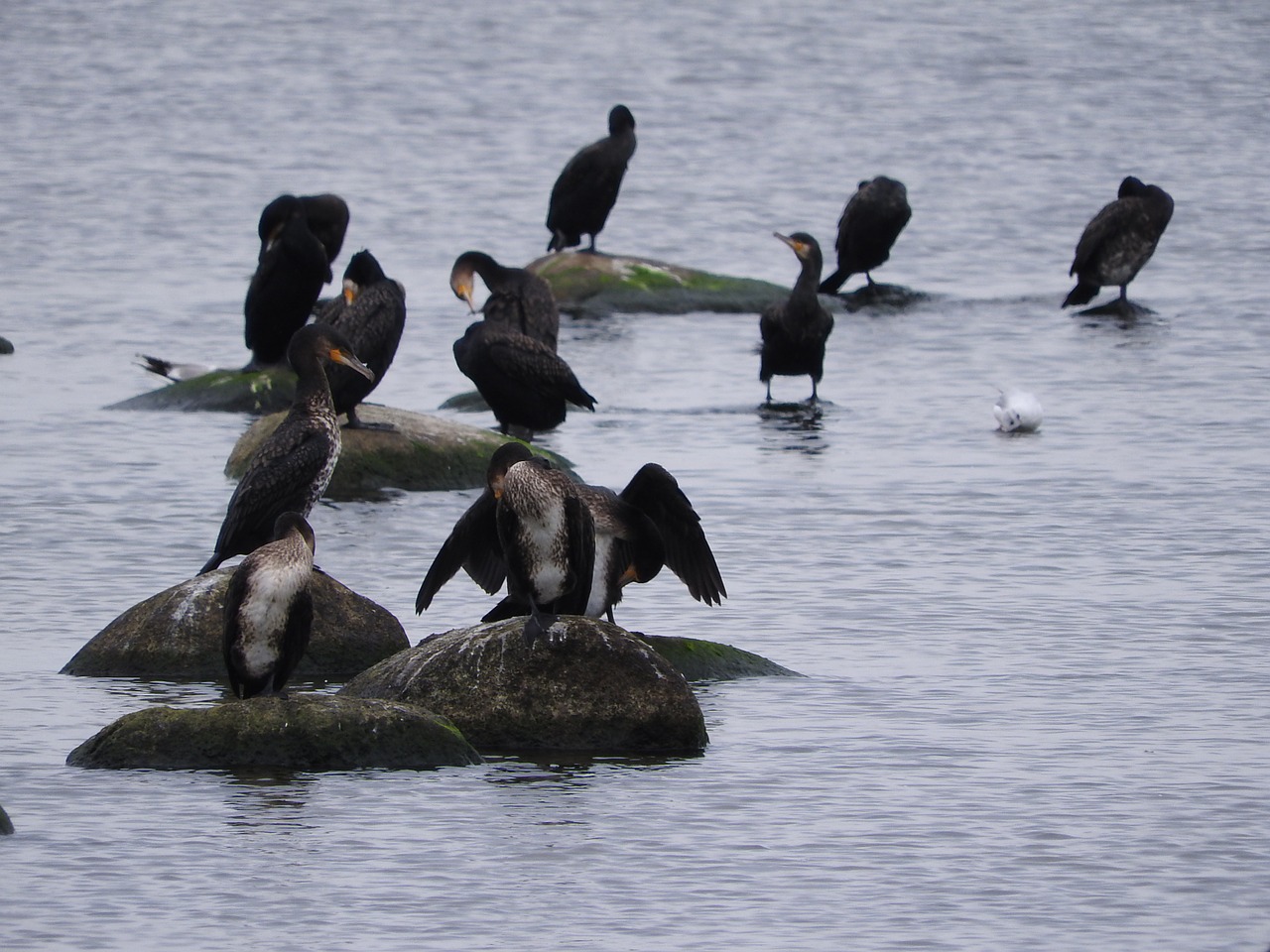 cormorant covey birds free photo