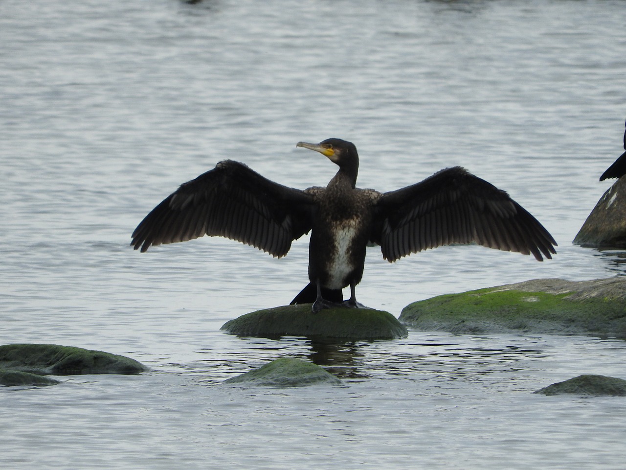 cormorant water bird sea free photo