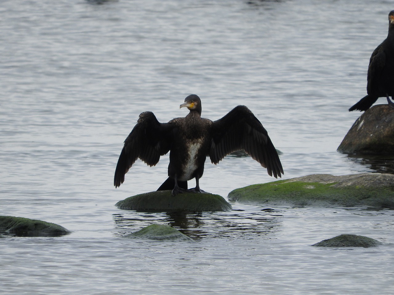 cormorant water bird sea free photo