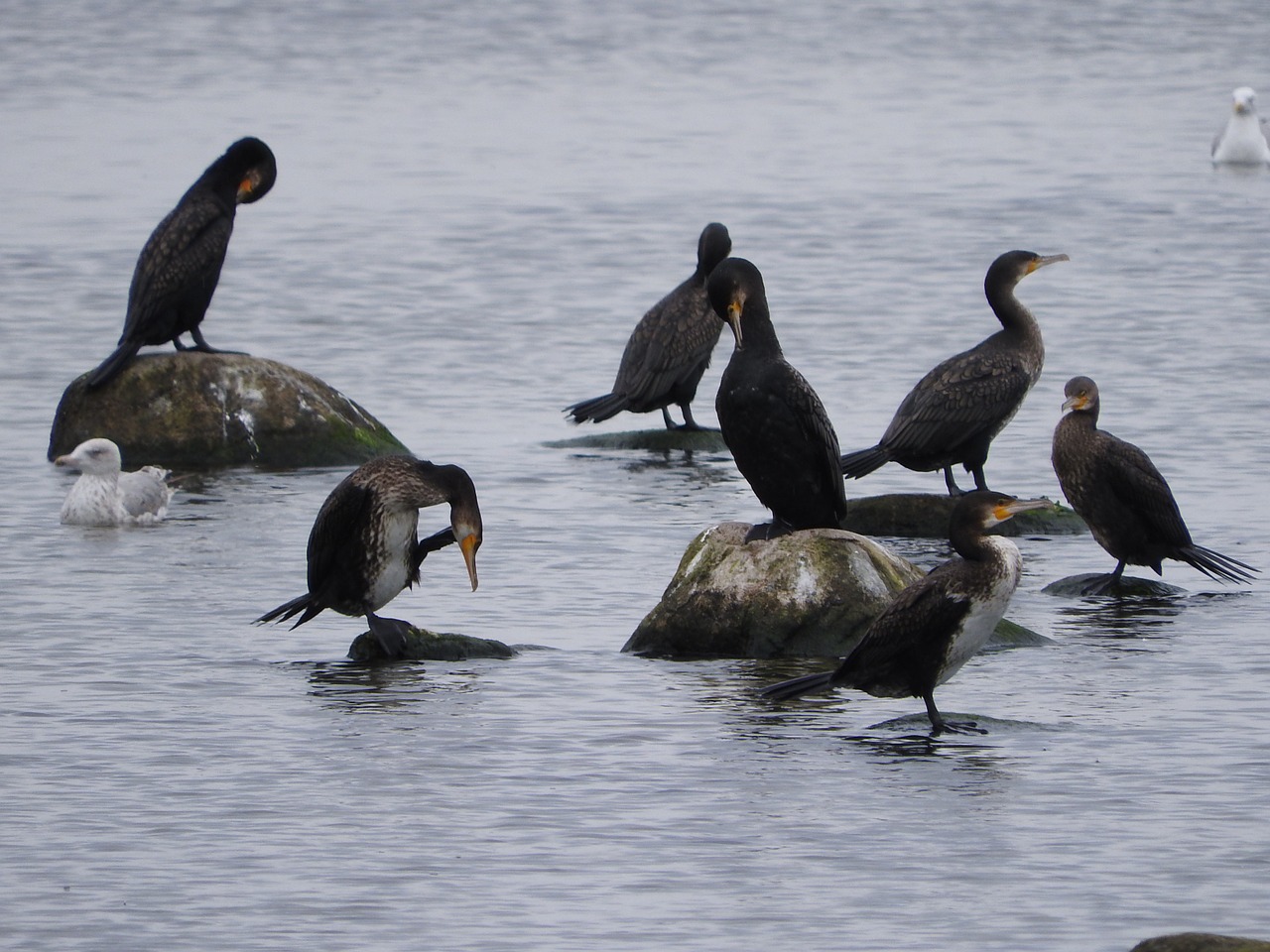 cormorant covey birds free photo