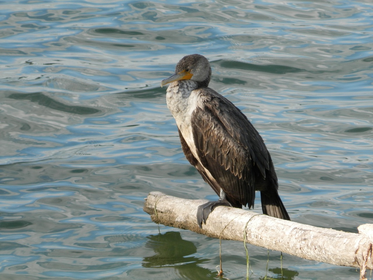cormorant water bird free photo