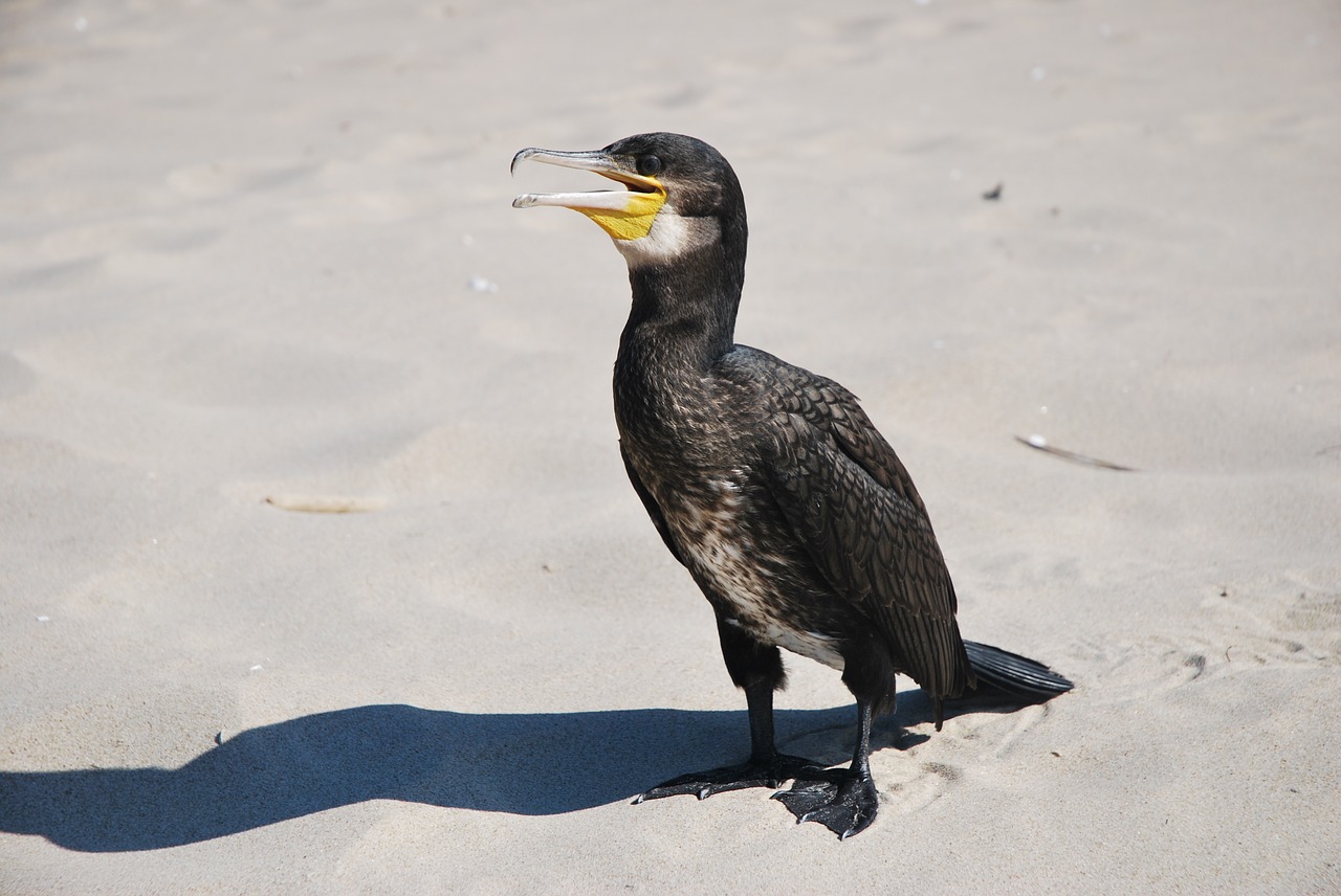 cormorant bird nature free photo